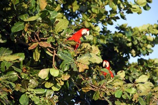 As araras vermelhas dão o ar dá graça nesta manhã, que já amanheceu quente na Cidade Morena. (Foto: Marcos Ermínio) 