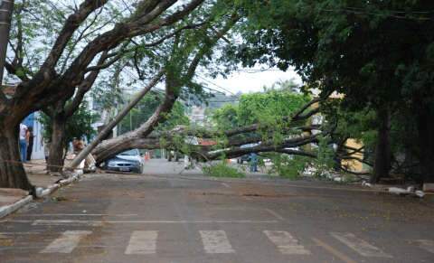  Árvore cai em cima de carro, derruba poste e bloqueia rua na Vila Carvalho