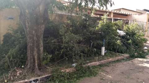 Galhos de árvore obstruem passagem em calçada no Maria Aparecida Pedrossian