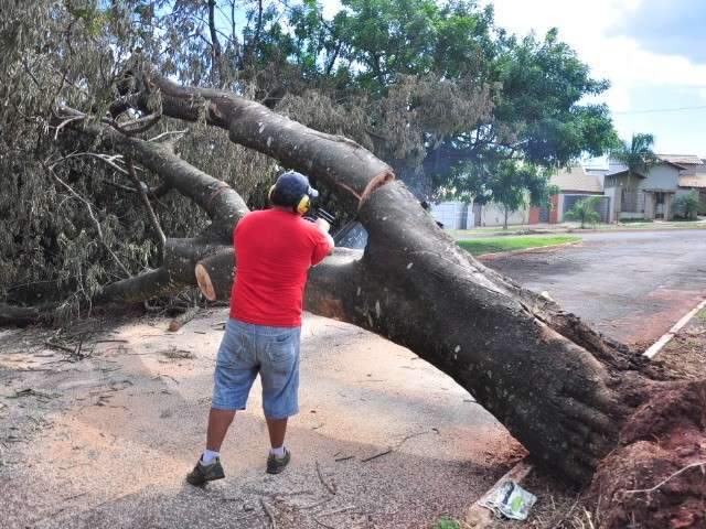 Ap&oacute;s cinco dias, Prefeitura retira &aacute;rvore que bloqueava rua no Jardim Mansur