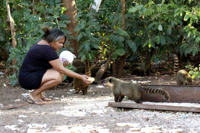 Capivara cavalo e mulher arara-azul viram personagens de luta do