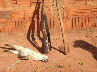 O animal morto, a espingarda e as ferramentas apreendidas. (Foto: Divulgação/PMA)