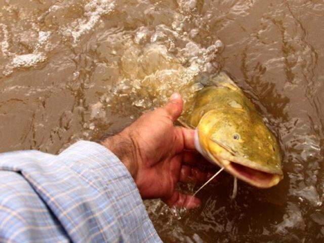 MPF faz audi&ecirc;ncia na 2&ordf; feira sobre cota zero para a pesca em MS 