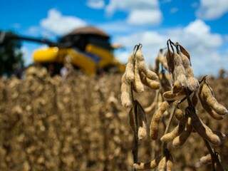 Colheita de soja em Mato Grosso do Sul; produção de grãos no Estado cresceu 35% neste ano (Foto: Marcos Ermínio)