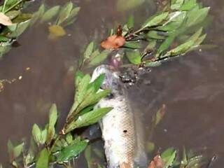 Peixe em busca de alimento e oxigênio no Rio Anhanduí (Foto: Reprodução/Marcos Maluf)