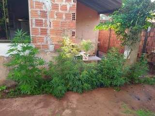 Opera&ccedil;&atilde;o da Pol&iacute;cia Civil prende dois e encontra horta de maconha