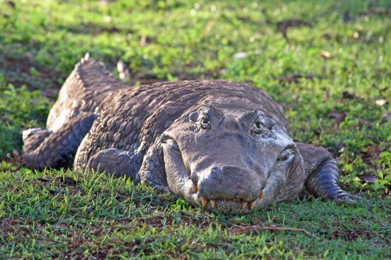 Fofos e belos, bichos transformam bairros em planetas dos macacos - Campo  Grande 116 Anos - Campo Grande News