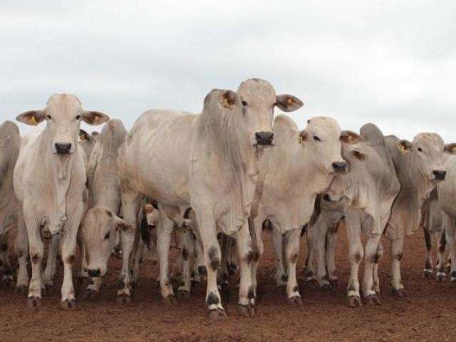 Valor da arroba cai e pecuaristas de MS seguram bois na espera por melhora