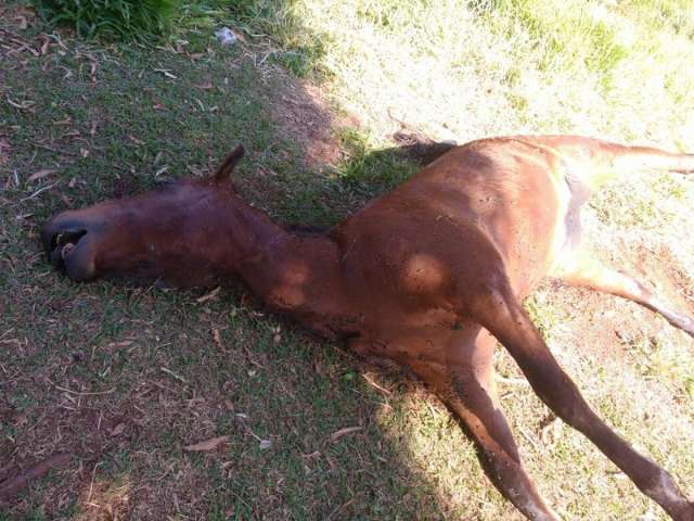 Cavalo morto est&aacute; h&aacute; quatro dias em rua do bairro Buriti