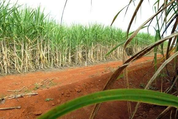 Produ&ccedil;&atilde;o brasileira de cana-de-a&ccedil;ucar pode chegar a 646 milh&otilde;es de toneladas
