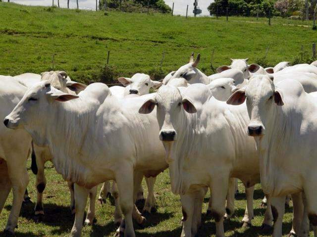 Com fraco desempenho da pecu&aacute;ria, produtores perdem R$ 658 milh&otilde;es