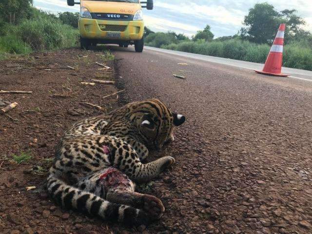 Jaguatirica ferida &eacute; resgatada ap&oacute;s atropelamento na BR-163