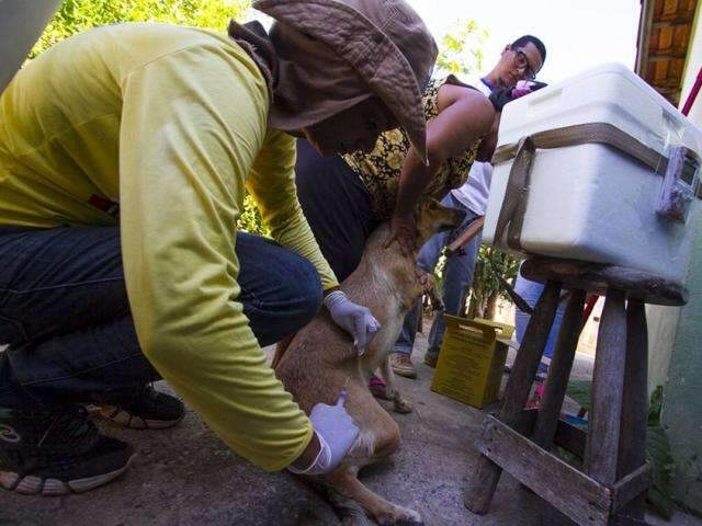Campanha vacinou 20 mil c&atilde;es e gatos contra a raiva na fronteira com a Bol&iacute;via