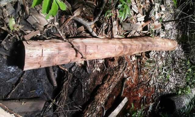 Fazendeiro &eacute; multado em R$ 55 mil por derrubar mata ciliar e explorar madeira