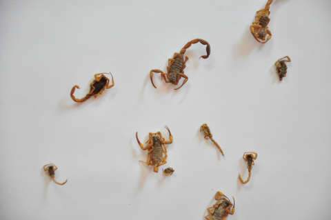  Com medo após morte, moradores cobram orientação sobre escorpião