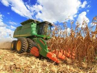Colheita em vendas de milho estão apresentam queda nesta safra (Foto: Portal Brasil)