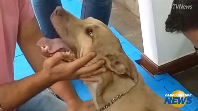 Amor do dono deu a Pandora uma segunda chance ap&oacute;s contrair leishmaniose