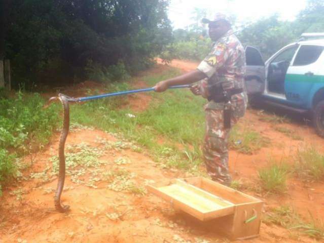 Em 15 dias, pol&iacute;cia ambiental capturou 8 cobras em resid&ecirc;ncias