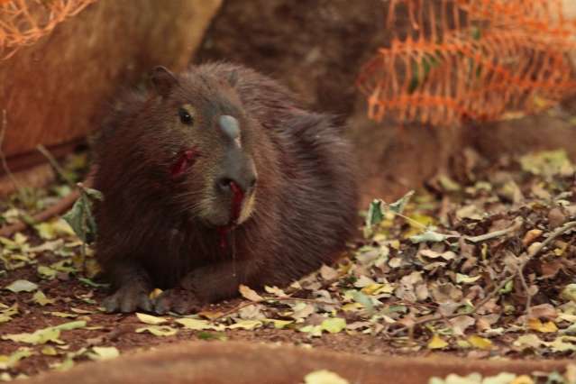 Ap&oacute;s reportagem, Cras recolhe capivara ferida na UFMS 