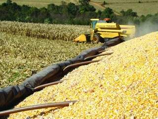 Produtores tem até o dia 15 de março para finalizar plantio de milho safrinha (Foto: Divulgação)