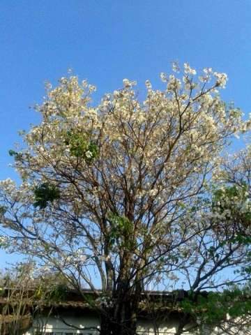Raro entre os ipês, flores brancas aparecem mas só devem durar 4 dias -  Meio Ambiente - Campo Grande News
