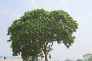 A árvore da castanha de baru é alta e produz o fruto de julho à outubro (Foto: Fernando Antunes)