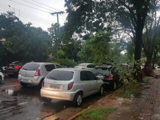 Falta de energia, na maioria das ocorrências, foi causada pela queda de árvores sobre a rede elétrica nas ruas. (Foto: Direto das Ruas) 