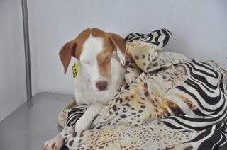 Cachorro chegou trêmulo e com febre na clínica. Foto: João Garrigó
