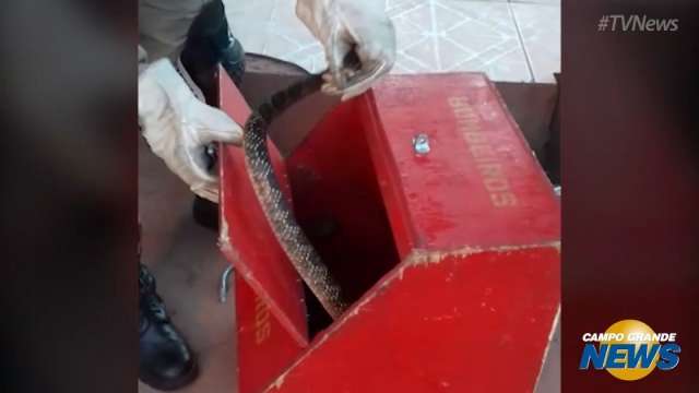 Jararaca de mais de um metro d&aacute; bote ao ser capturada por bombeiro em Corumb&aacute;