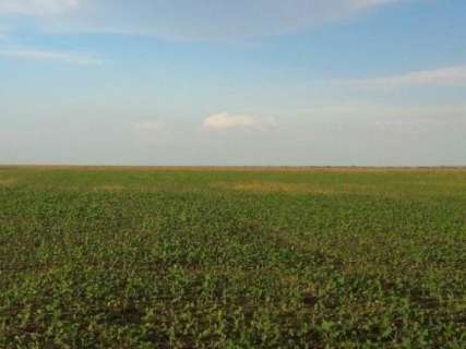 Área plantada de soja bate recorde e MS registra aumento de 140 mil hectares