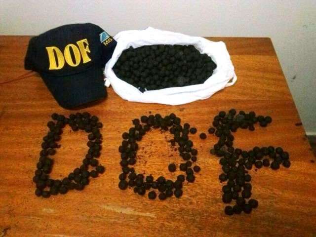 Pol&iacute;cia apreende 650 esferas de raxixe em &ocirc;nibus de viagem na MS-295