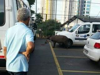 Homem observa animal circular entre os veículos (Foto: Divulgação)