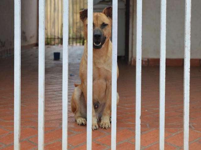 Problema de sa&uacute;de afastou fam&iacute;lia de Spike, que agora aguarda ado&ccedil;&atilde;o 