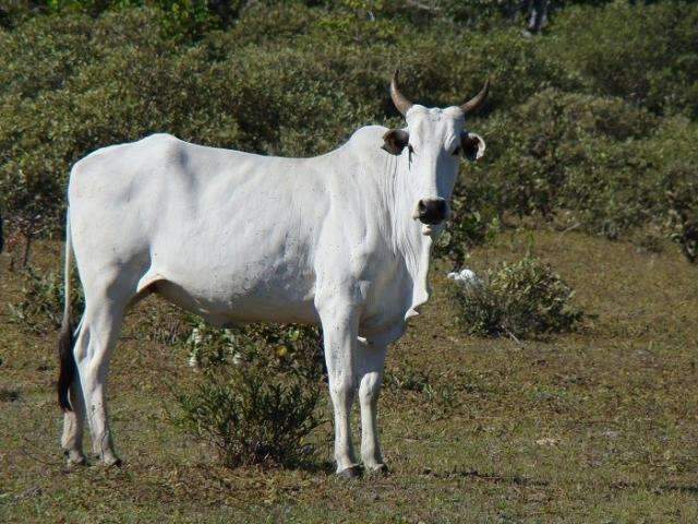 Fazendas do Pantanal ter&atilde;o tecnologia para medir n&iacute;vel de sustentabilidade