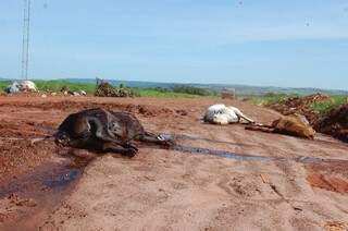 As vacas mortas foram jogadas na estrada que dá acesso a cachoeira do Inferninho. (Foto: Pedro Peralta)