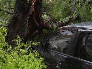 Frente de carro ficou destruída por árvore (Foto: Marcos Ermínio)
