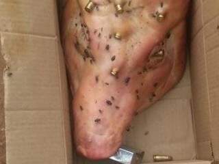 Mulher recebe cabe&ccedil;a de porco com 10 perfura&ccedil;&otilde;es a bala e cadeado na boca