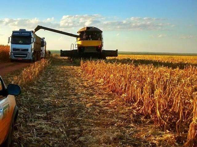 Estiagem e redu&ccedil;&atilde;o de &aacute;rea plantada podem quebrar safra do milho em MS
