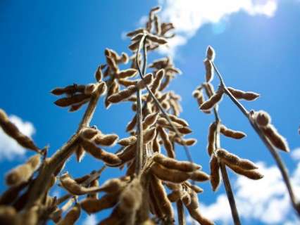 Impulsionada pela soja, exportação de MS soma US$ 3,72 bilhões neste ano