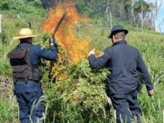 Policiais incineram acampamento e 5 hectares de maconha na fronteira 