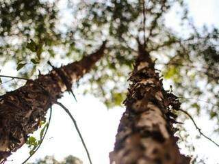 Ribas do Rio Pardo tem mais de 215 mil ha de florestas plantadas de eucalipto. (Foto: Arquivo/Campo Grande News)