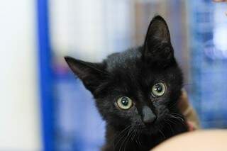 Gato preto mais charmoso, né? (Foto: Marina Pacheco)