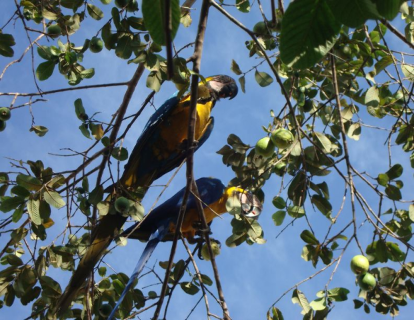  Leitor flagra araras Canindé se alimentando em árvore no bairro Amambaí