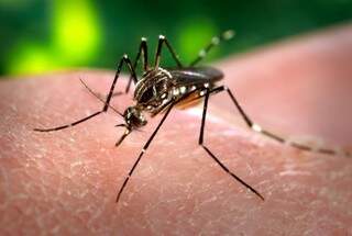 mosquito aedes aegypti é o transmissor do zika vírus associada à microcefalia. (Foto: Wikipédia)