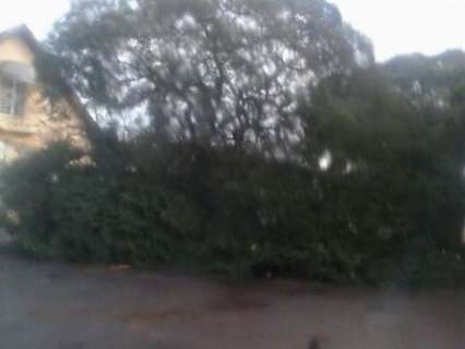 Queda de árvore interdita rua e atrapalha trânsito em bairro