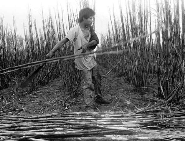  Para Anistia Internacional, expans&atilde;o das usinas de &aacute;lcool amea&ccedil;a &iacute;ndios