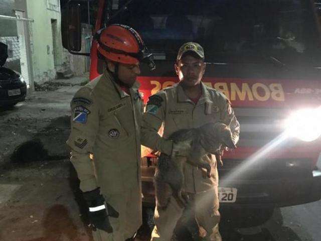 Bombeiros resgatam vivo lobinho que &ldquo;viajou&rdquo; 60 km preso a para-choque