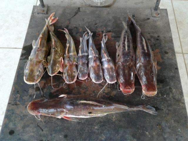 Na v&eacute;spera da P&aacute;scoa, pol&iacute;cia multa 7 por pesca ilegal e predat&oacute;ria 