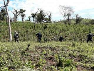 Operação destruiu plantação na fronteira com o Brasil. (Foto: Divulgação)