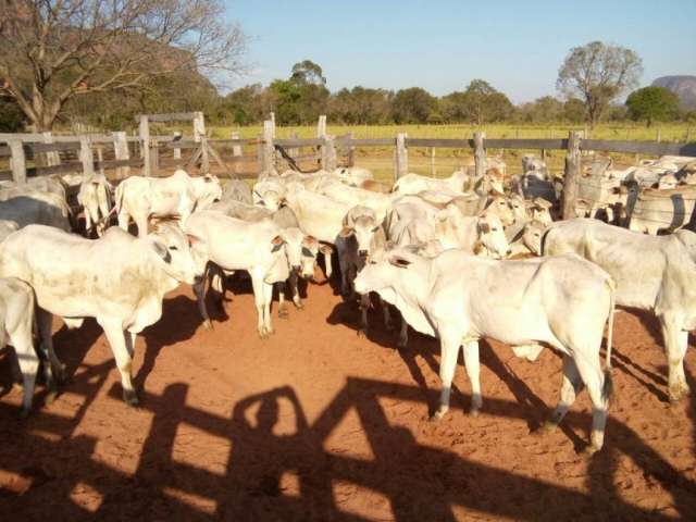 Com meta de arrecadar R$ 80 mil, governo faz leil&atilde;o de bois no dia 25